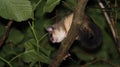 Edible dormouse Glis glis