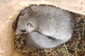 Edible dormouse, Glis glis hibernates in the nest