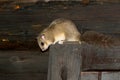 Edible dormouse Glis glis, pest in house