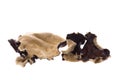 Edible Dried Fungi Macro