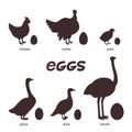 Edible eggs. silhouettes of different birds, chicken, duck, turkey, quail, ostrich and their eggs on a white background