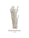 Edible enoki mushrooms Enokitake cartoon vector. - Vector