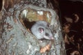 Edible or Fat dormouse, Glis glis Royalty Free Stock Photo