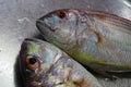 Edible fishes placed on a plate