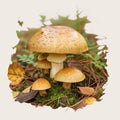 Edible forest find Leccinum versipelle mushroom, orange birch bolete Royalty Free Stock Photo