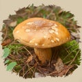 Edible forest find Leccinum versipelle mushroom, orange birch bolete Royalty Free Stock Photo