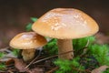 Edible forest find Leccinum versipelle mushroom, orange birch bolete Royalty Free Stock Photo