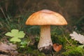 Edible forest find Leccinum versipelle mushroom, orange birch bolete Royalty Free Stock Photo