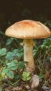 Edible forest find Leccinum versipelle mushroom, orange birch bolete Royalty Free Stock Photo