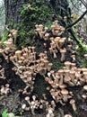Edible forest mushroom - Armillaria mellea. Autumn mushrooms