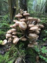 Edible forest mushroom - Armillaria mellea. Autumn mushrooms