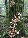 Edible forest mushroom - Armillaria mellea. Autumn mushrooms