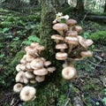 Edible forest mushroom - Armillaria mellea. Autumn mushrooms