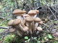 Edible forest mushroom - Armillaria mellea. Autumn mushrooms