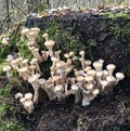 Edible forest mushroom - Armillaria mellea. Autumn mushrooms