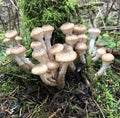 Edible forest mushroom - Armillaria mellea. Autumn mushrooms