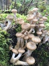 Edible forest mushroom - Armillaria mellea. Autumn mushrooms on the tree