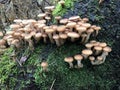 Edible forest mushroom - Armillaria mellea. Autumn mushrooms