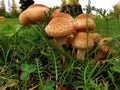 Edible forest mushroom - Armillaria mellea.