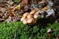 Armillaria mellea commonly known as honey fungus Royalty Free Stock Photo