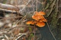 Edible forest mushroom. Honey fungus on the stump, beautiful orange mushrooms