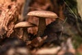 Edible forest mushroom Royalty Free Stock Photo