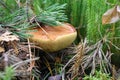 Edible forest mushroom Suillus grows in a pine forest, macro photography