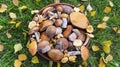 Edible forest mushrooms on a background of green grass with autumn birch leaves