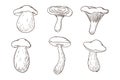Edible Forest Mushrooms Collection. White mushroom, niscalo, boletus, chanterelle. Set of hand drawn mushrooms for