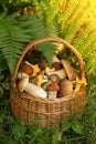 Edible forest mushrooms porcini in the wicker basket in green grass and fern leaves in sunlight