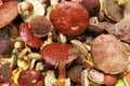 Edible forest mushrooms real photo