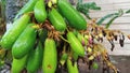 edible forest star fruit Royalty Free Stock Photo