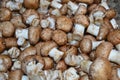 Edible fresh chestnut mushroom Royalty Free Stock Photo