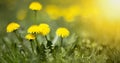 Edible fresh yellow blowball dandelion flowers