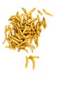 Edible fried insects suitable as food snack Royalty Free Stock Photo