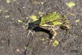 Edible frog, Common water frog, Pelophylax esculentus