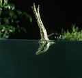 Edible Frog or Green Frog, rana esculenta, Adult leaping into Water Royalty Free Stock Photo