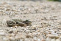 Edible Frog on Pebbles Side View Royalty Free Stock Photo