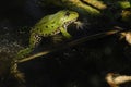 Edible Frog (Pelophylax esculentus)