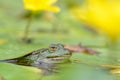 Edible frog, Pelophylax esculentus