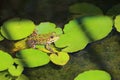 Edible frog (Pelophylax esculentus) sitting on water lily