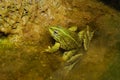 Edible Frog - Pelophylax kl. esculentus