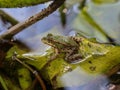 The edible frog Pelophylax kl. esculentus