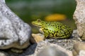 The edible frog Pelophylax kl. esculentus, Rana esculenta is a name for a common European frog Royalty Free Stock Photo