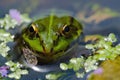 Edible Frog in pond close-up