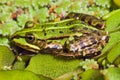 Edible Frog in pond close-up Royalty Free Stock Photo