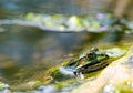 Edible Frog in pond close-up Royalty Free Stock Photo