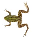 Edible Frog, Rana esculenta Royalty Free Stock Photo