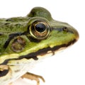 Edible Frog - Rana esculenta