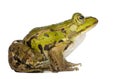 Edible Frog - Rana esculenta Royalty Free Stock Photo